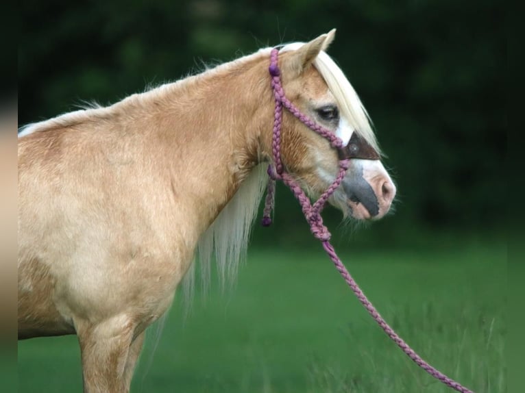 Fler ponnyer/små hästar Sto 11 år 99 cm Palomino in Carthage, TX