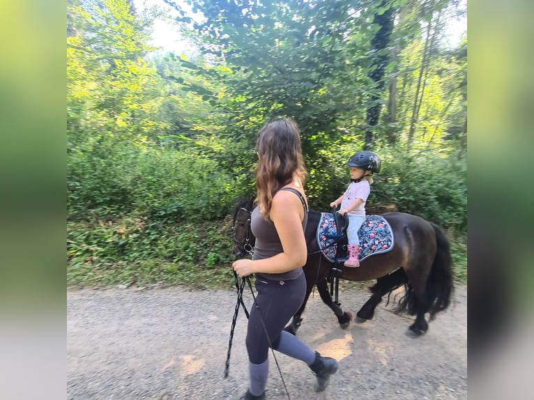 Fler ponnyer/små hästar Blandning Sto 12 år 115 cm Svart in Lörrach