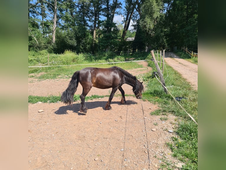 Fler ponnyer/små hästar Blandning Sto 12 år 115 cm Svart in Lörrach