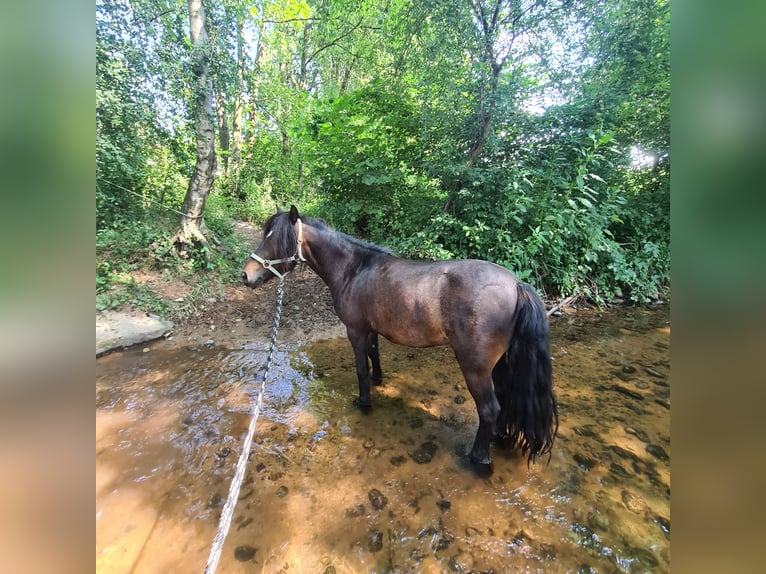 Fler ponnyer/små hästar Blandning Sto 12 år 115 cm Svart in Lörrach