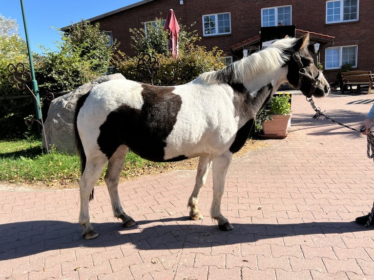 Fler ponnyer/små hästar Sto 12 år 125 cm Pinto in Insel Poel