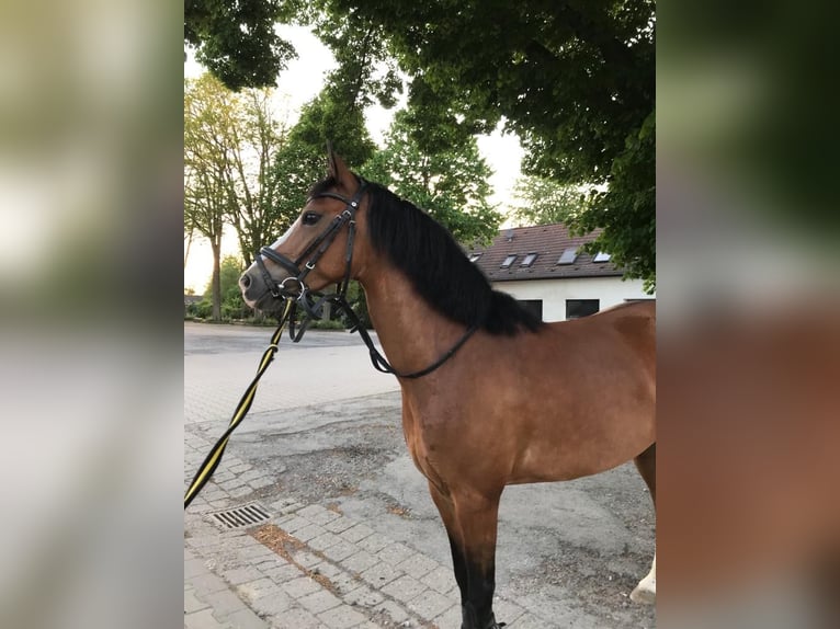 Fler ponnyer/små hästar Blandning Sto 12 år 138 cm Brun in Dortmund