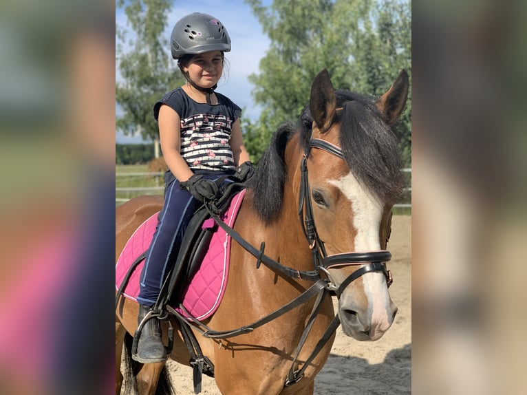 Fler ponnyer/små hästar Blandning Sto 12 år 138 cm Brun in Dortmund