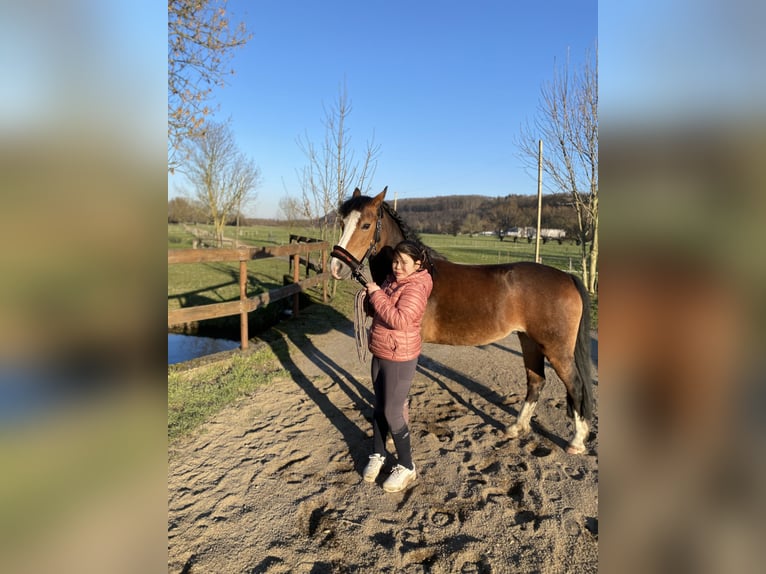 Fler ponnyer/små hästar Blandning Sto 12 år 138 cm Brun in Dortmund