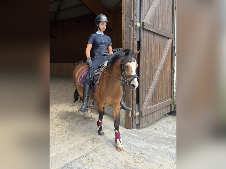 Fler ponnyer/små hästar Blandning Sto 12 år 138 cm Brun in Dortmund