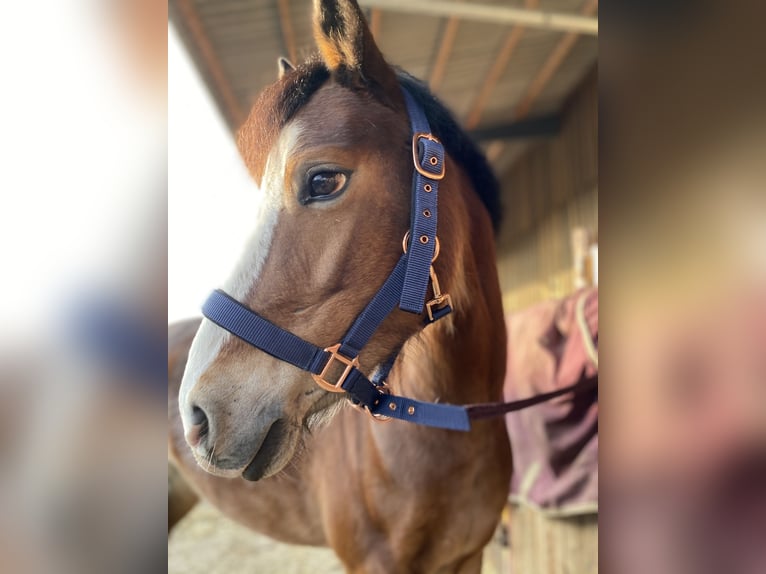 Fler ponnyer/små hästar Blandning Sto 12 år 138 cm Brun in Dortmund