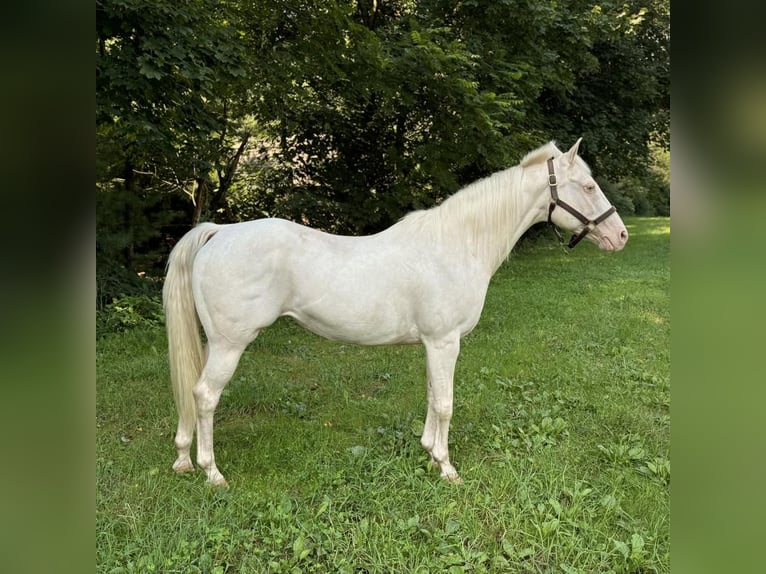 Fler ponnyer/små hästar Sto 12 år 140 cm Cremello in Granby, CT