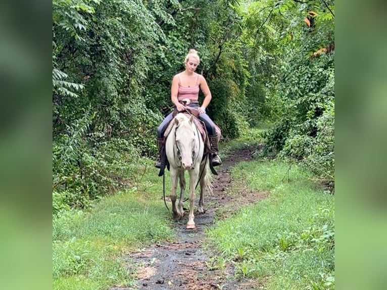 Fler ponnyer/små hästar Sto 12 år 140 cm Cremello in Granby, CT