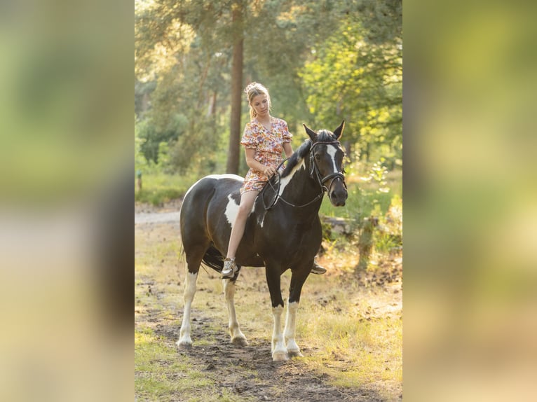 Fler ponnyer/små hästar Blandning Sto 12 år 142 cm Pinto in Veulen