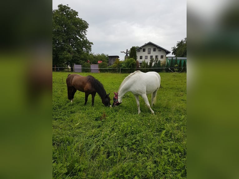 Fler ponnyer/små hästar Sto 12 år 147 cm Grå in Schonstett