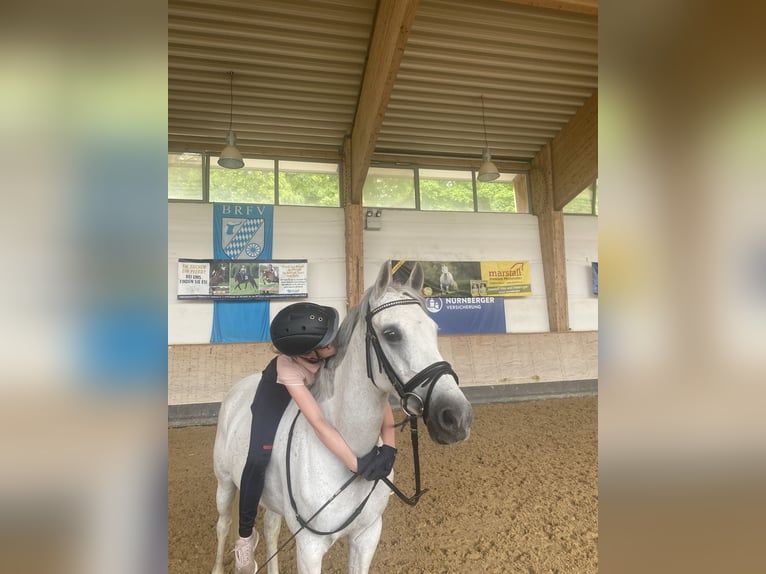 Fler ponnyer/små hästar Sto 12 år 147 cm Grå in Schonstett