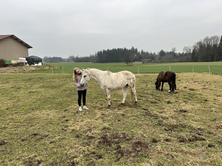 Fler ponnyer/små hästar Sto 12 år 147 cm Grå in Schonstett