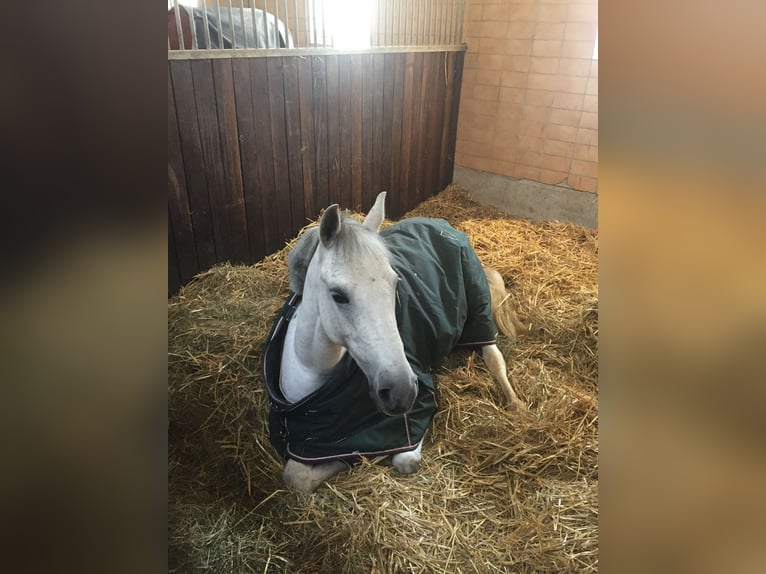 Fler ponnyer/små hästar Sto 12 år 147 cm Grå in Schonstett