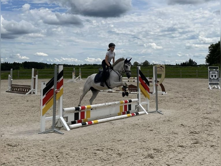 Fler ponnyer/små hästar Sto 12 år 147 cm Grå in Schonstett