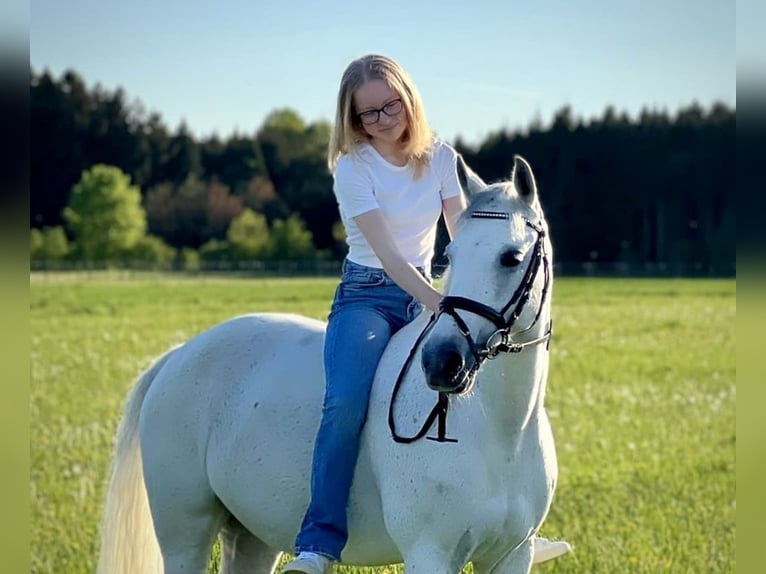 Fler ponnyer/små hästar Sto 12 år 147 cm Grå in Schonstett