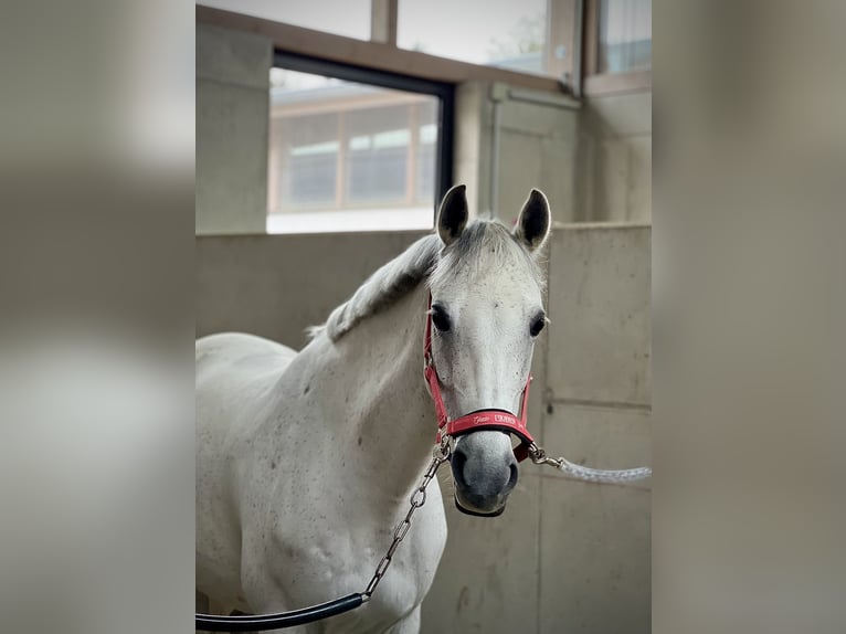 Fler ponnyer/små hästar Sto 12 år 147 cm Grå in Schonstett