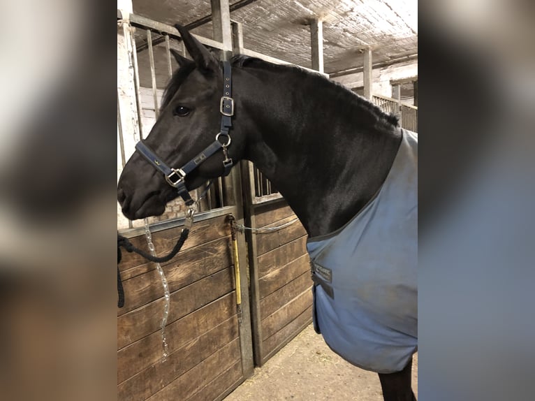 Fler ponnyer/små hästar Blandning Sto 12 år 155 cm Svart in Lienen