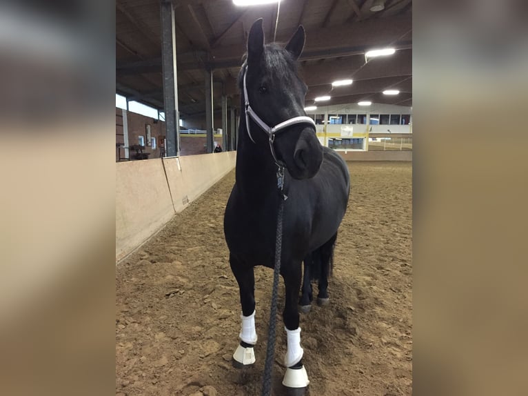 Fler ponnyer/små hästar Blandning Sto 12 år 155 cm Svart in Lienen