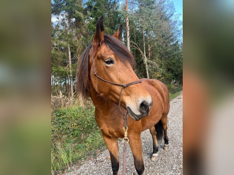 Fler ponnyer/små hästar Blandning Sto 12 år 160 cm Brun in Peiting