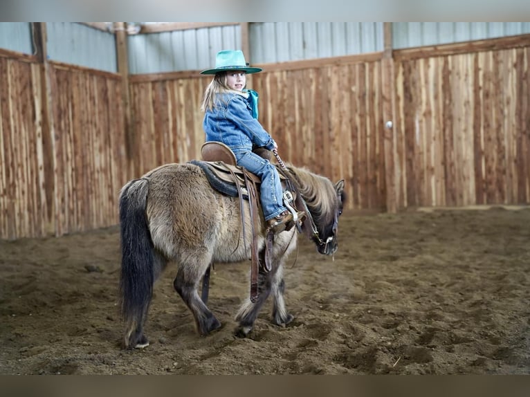 Fler ponnyer/små hästar Sto 12 år 89 cm Black in Valley Springs, SD
