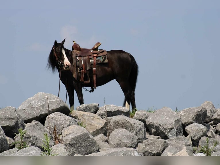 Fler ponnyer/små hästar Sto 13 år 124 cm Svart in Rebersburg, PA