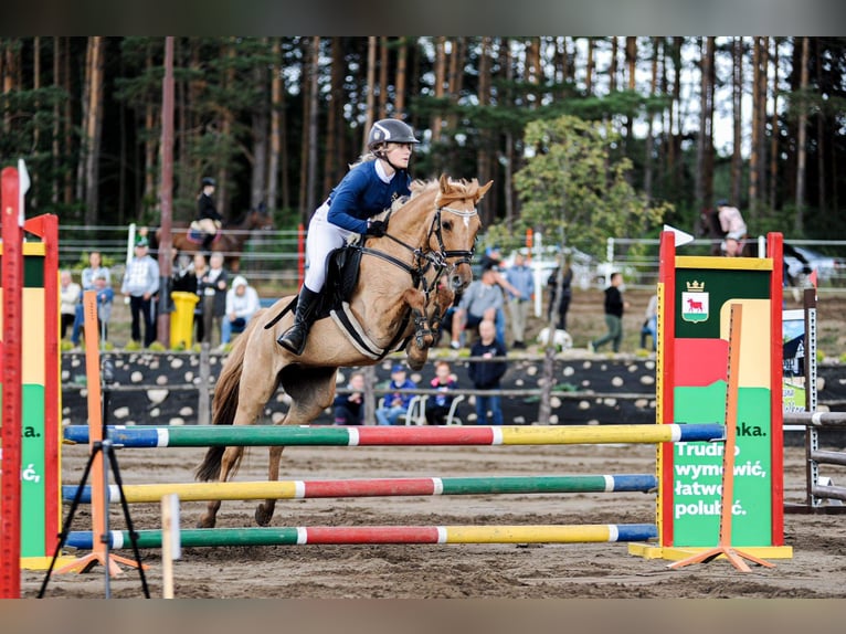 Fler ponnyer/små hästar Sto 13 år 138 cm Fux med ål in Wałcz