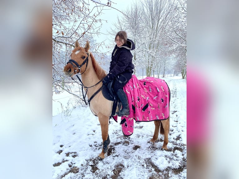 Fler ponnyer/små hästar Sto 13 år 138 cm Fux med ål in Wałcz