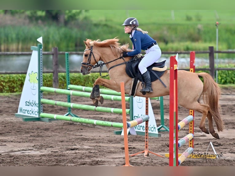 Fler ponnyer/små hästar Sto 13 år 138 cm Fux med ål in Wałcz