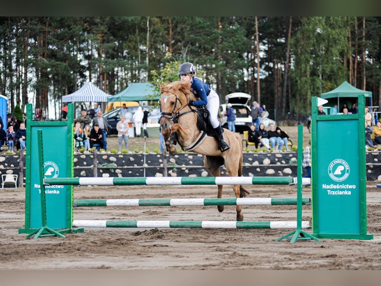 Fler ponnyer/små hästar Sto 13 år 138 cm Fux med ål in Wałcz