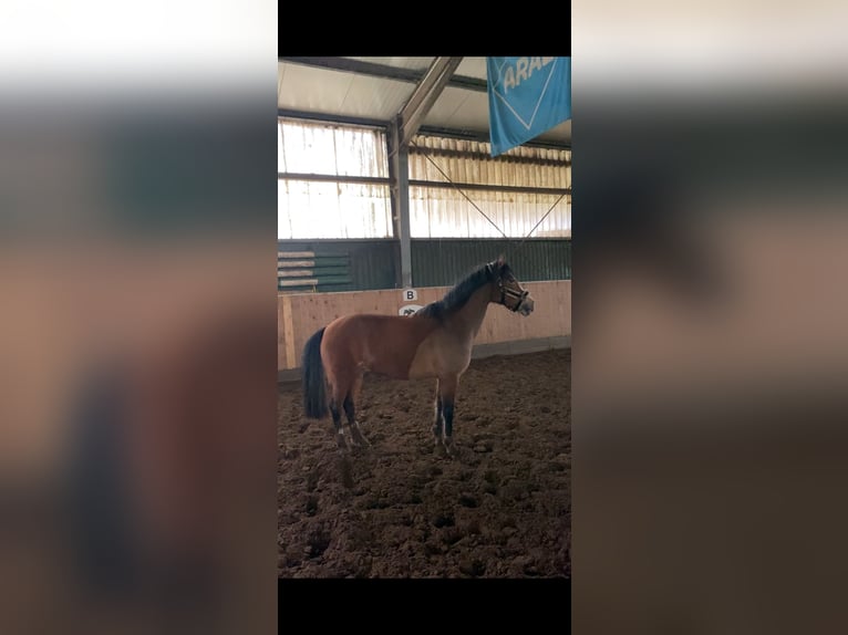 Fler ponnyer/små hästar Blandning Sto 13 år 140 cm Brun in Weener