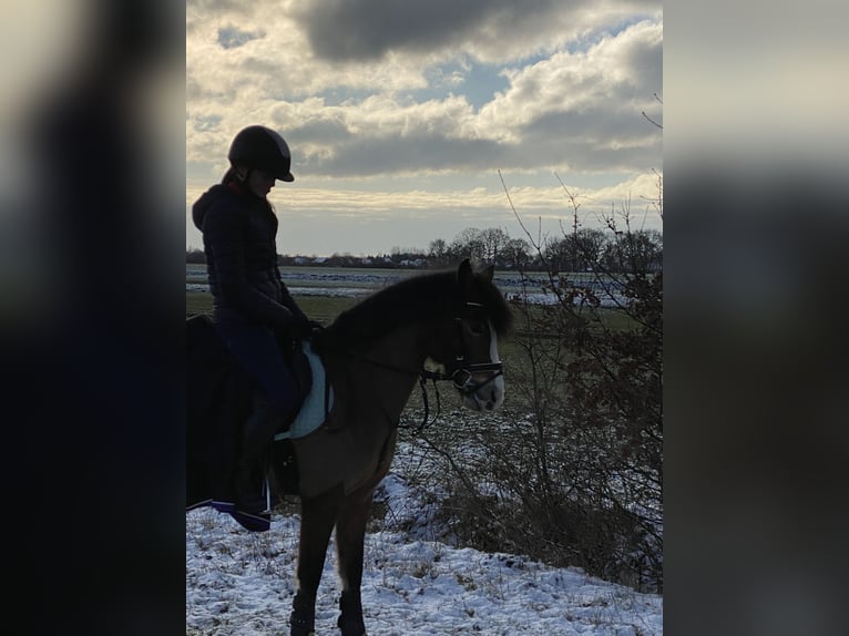 Fler ponnyer/små hästar Blandning Sto 13 år 140 cm Brun in Weener