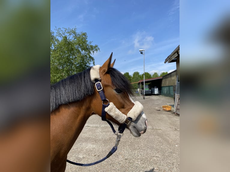 Fler ponnyer/små hästar Blandning Sto 13 år 140 cm Brun in Weener