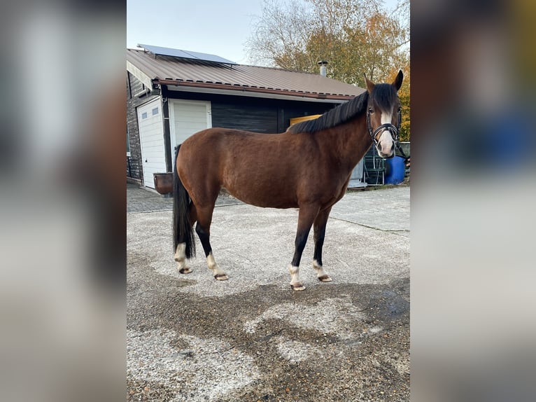 Fler ponnyer/små hästar Blandning Sto 13 år 140 cm Brun in Weener