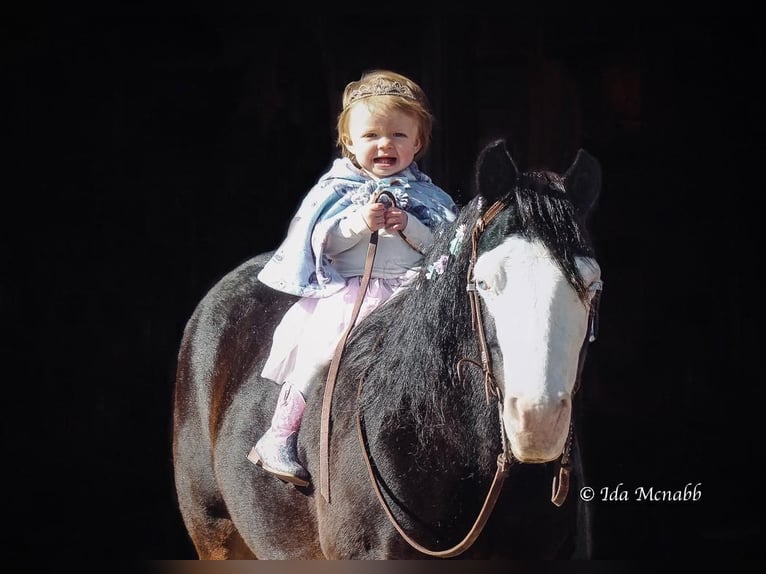 Fler ponnyer/små hästar Sto 14 år 122 cm Brun in Cody, WY