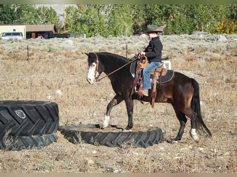 Fler ponnyer/små hästar Sto 14 år 122 cm Brun in Cody, WY