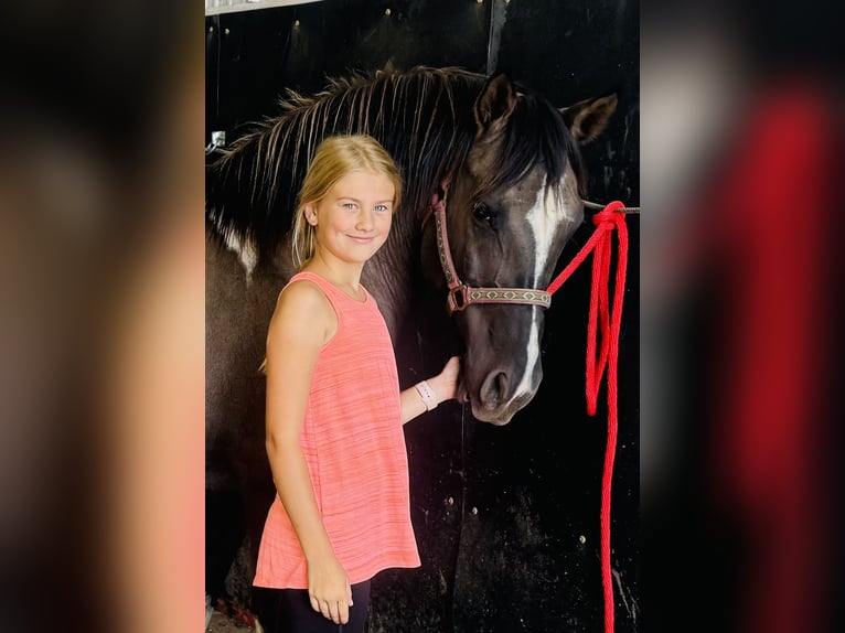 Fler ponnyer/små hästar Sto 14 år 140 cm Tobiano-skäck-alla-färger in Hastings, MN