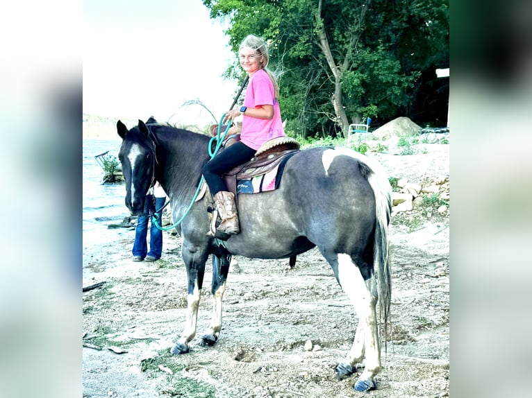 Fler ponnyer/små hästar Sto 14 år 140 cm Tobiano-skäck-alla-färger in Hastings, MN