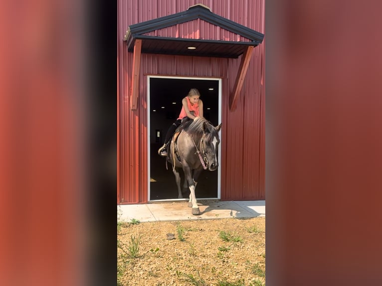 Fler ponnyer/små hästar Sto 14 år 140 cm Tobiano-skäck-alla-färger in Hastings, MN