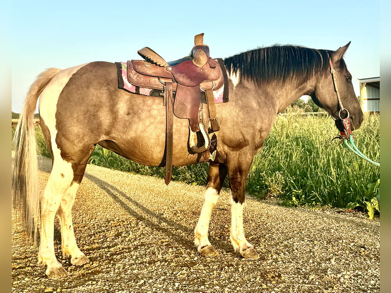 Fler ponnyer/små hästar Sto 14 år 140 cm Tobiano-skäck-alla-färger in Hastings, MN