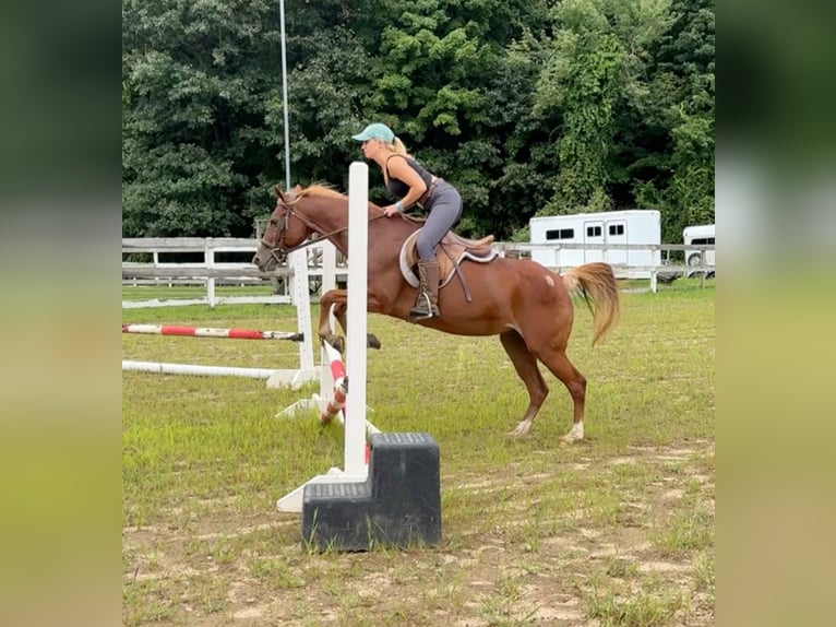 Fler ponnyer/små hästar Sto 14 år 145 cm Fux in Granby, CT