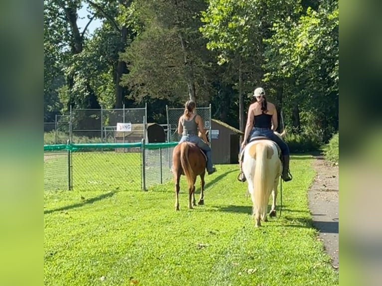 Fler ponnyer/små hästar Sto 14 år 145 cm Fux in Granby, CT