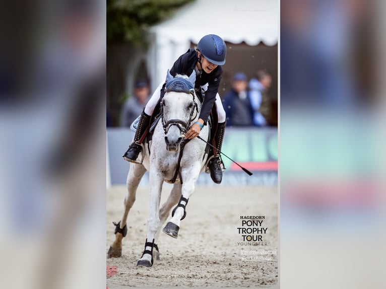 Fler ponnyer/små hästar Sto 14 år 146 cm Grå in Stolberg (Rheinland)