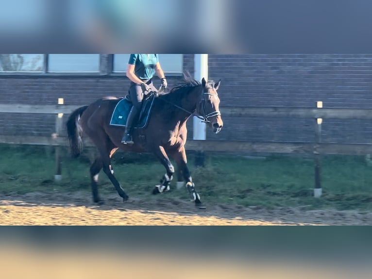 Fler ponnyer/små hästar Sto 14 år 165 cm Brun in Beek