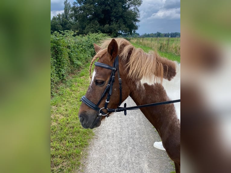 Fler ponnyer/små hästar Sto 15 år 125 cm Pinto in Krefeld