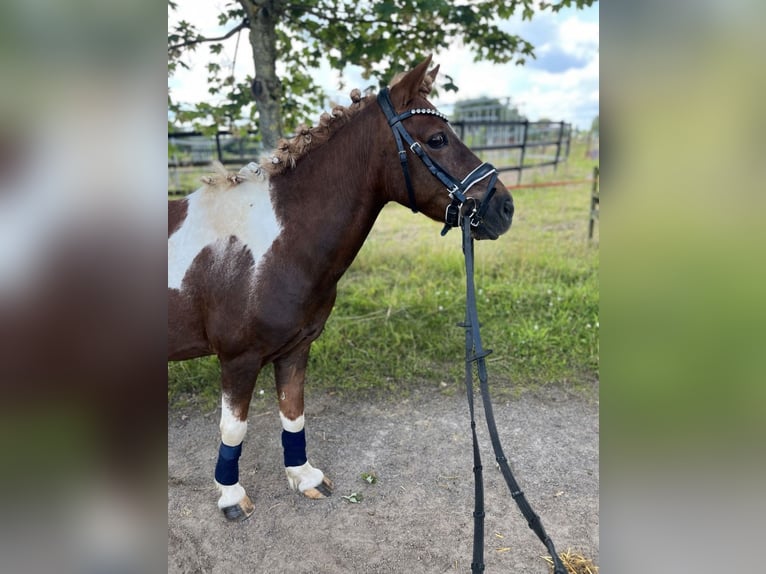 Fler ponnyer/små hästar Sto 15 år 125 cm Pinto in Krefeld