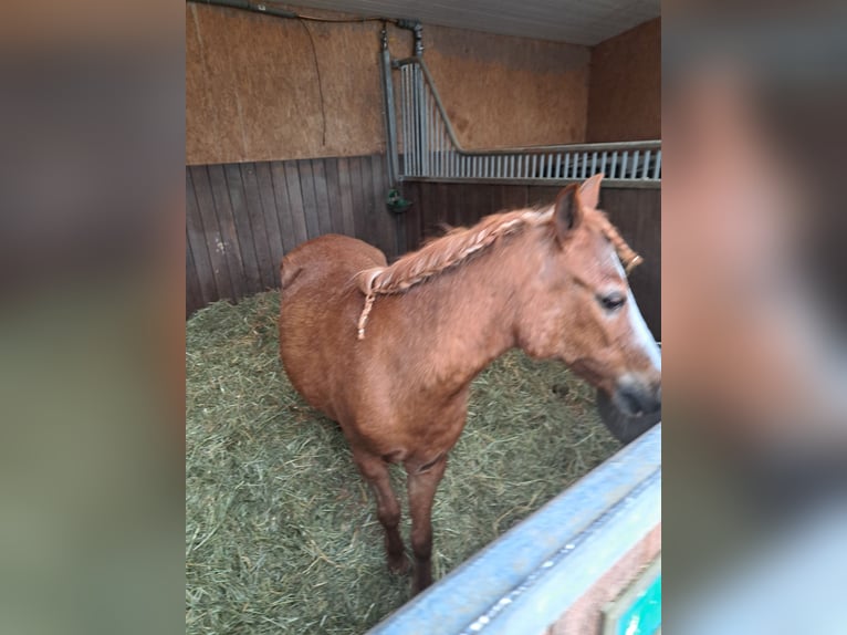 Fler ponnyer/små hästar Sto 16 år 120 cm Grå-röd-brun in Königsfeld im Schwarzwald