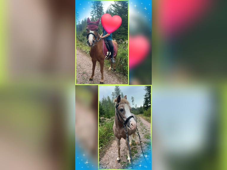 Fler ponnyer/små hästar Sto 16 år 120 cm Grå-röd-brun in Königsfeld im Schwarzwald