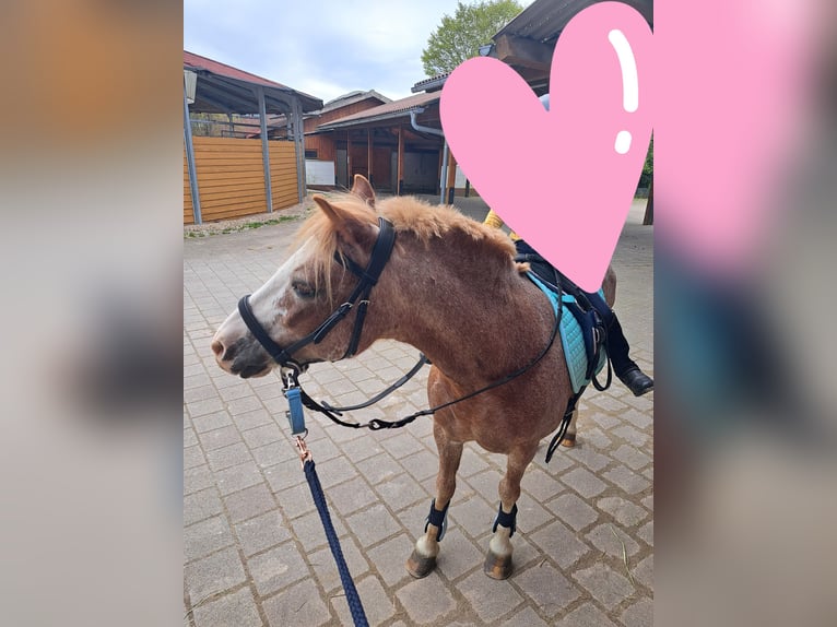 Fler ponnyer/små hästar Sto 16 år 120 cm Grå-röd-brun in Königsfeld im Schwarzwald