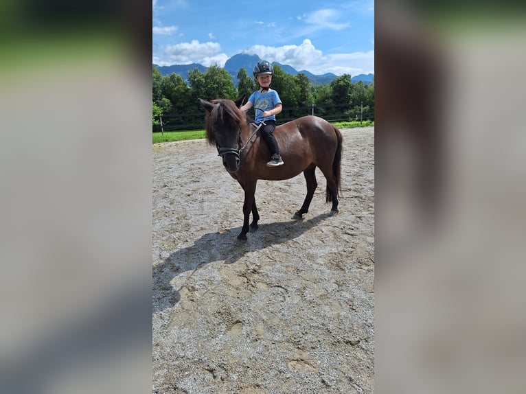 Fler ponnyer/små hästar Blandning Sto 16 år 120 cm Svart in Torren