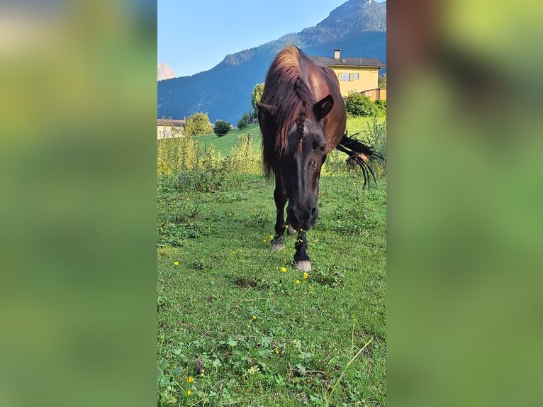 Fler ponnyer/små hästar Blandning Sto 16 år 120 cm Svart in Torren